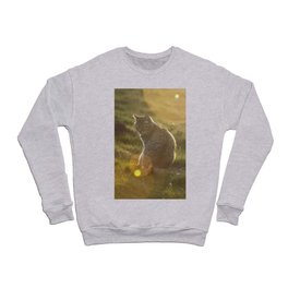Tabby cat Crewneck Sweatshirt