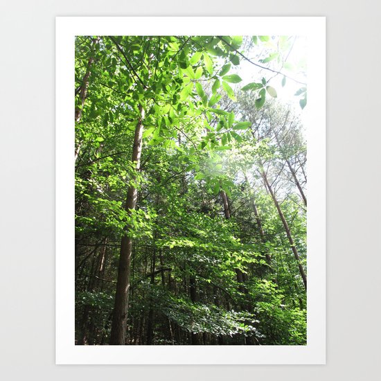 Forest Art Print