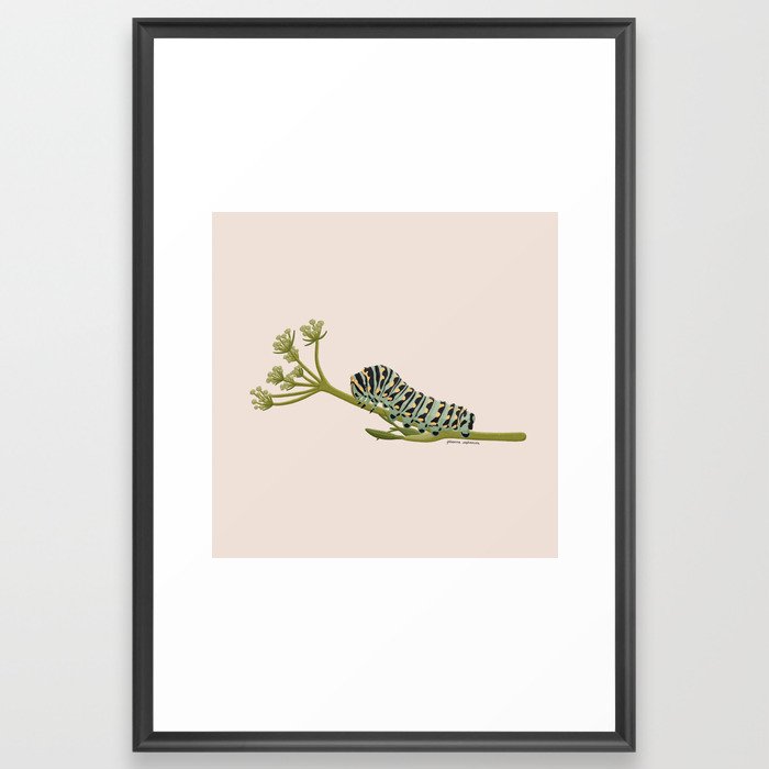 Black Swallowtail Caterpillar Framed Art Print