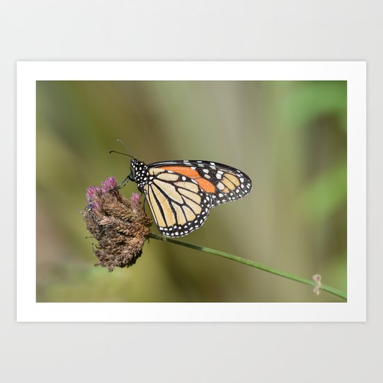 Monarch butterfly Art Print