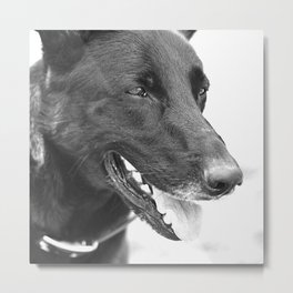 Mitzi, a bit older Metal Print | Black And White, Shepherd, Portrait, Photo, Face, Animal, Dog, Digital 