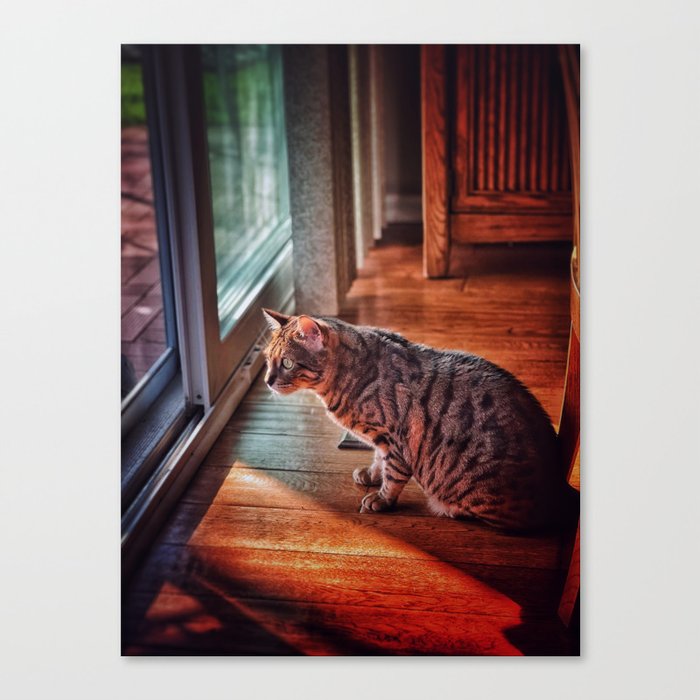 Cat in a House Canvas Print