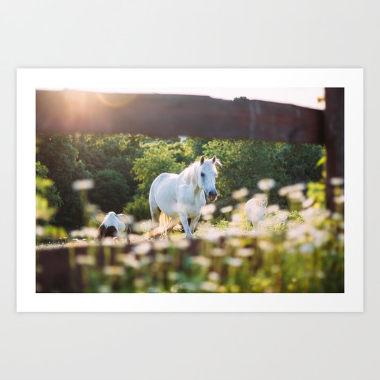 Wild horses Art Print
