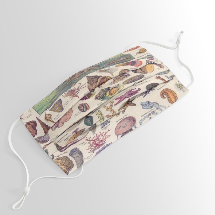 Adolphe Millot Mollusques Larousse Vintage Scientific Encyclopedia Illustration Lithograph Ocean