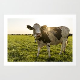 Cow during golden hour | Dutch Glory photography | Netherlands | Golden hour Art Print