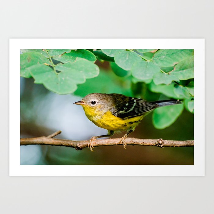 Ducking Yellow Warbler, Bird Photography. Art Print