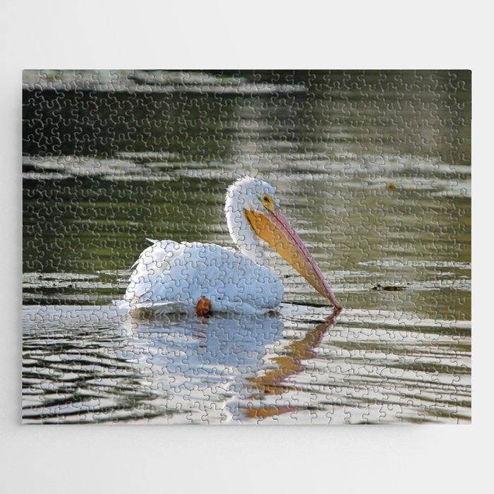 American Pelican Swimming Jigsaw Puzzle