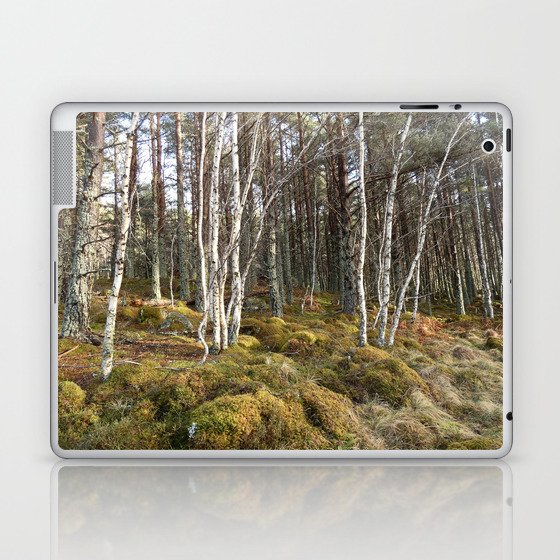 Birch Trees with Pine Trees Winter Scene  Laptop & iPad Skin