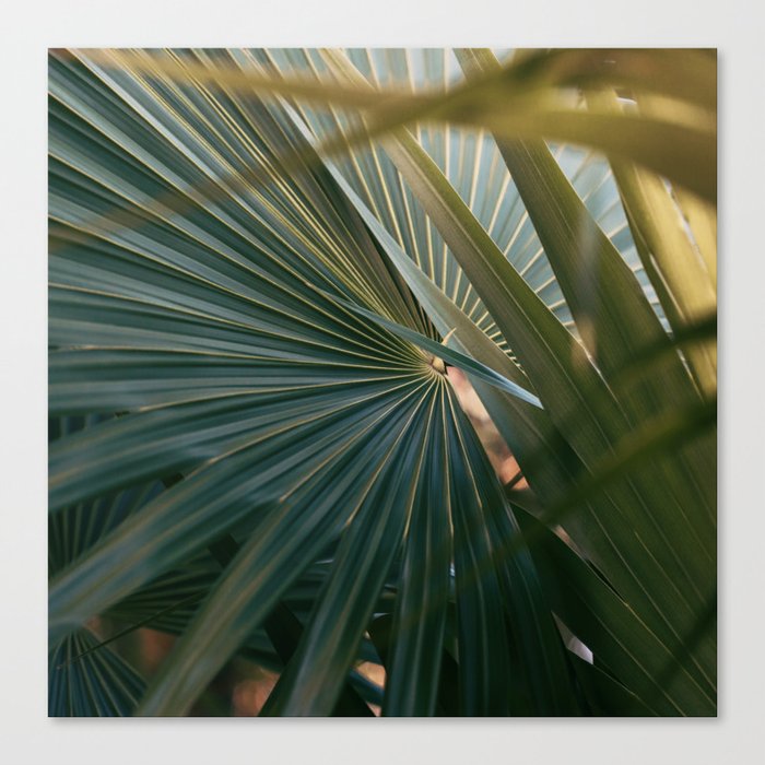 Morning Palms Canvas Print
