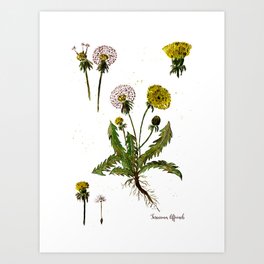 Dandelion botanik Art Print