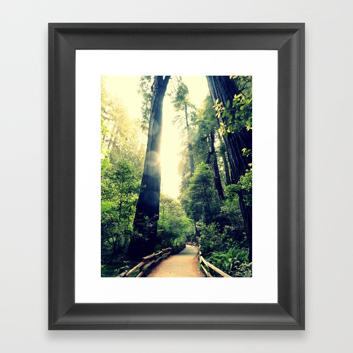 Muir Woods Path 2 Framed Art Print