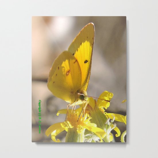 Sulphur Butterfly Imbibing Metal Print