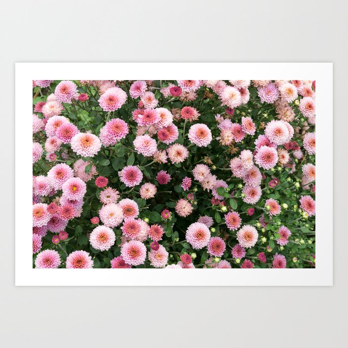 Beautiful Pink Flower Field Shallow Depth Of Field Natural Background With Pink Flowers Pink Chry Art Print By Photonxt