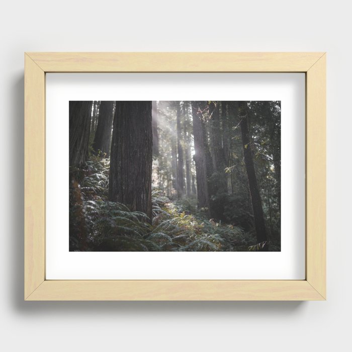 Dewey Redwoods Recessed Framed Print