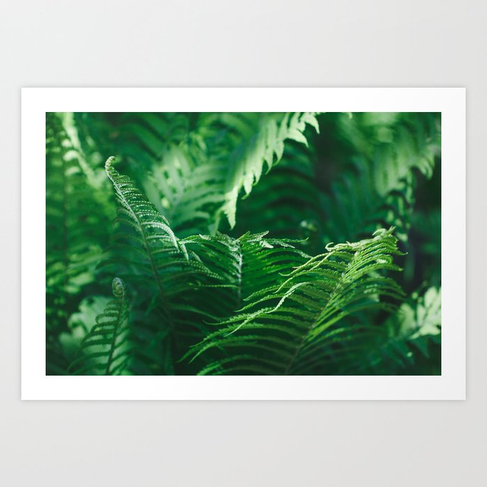 Macro Photography Of A Fern In A Tropical Forest Nature Background Art Print By Edalin