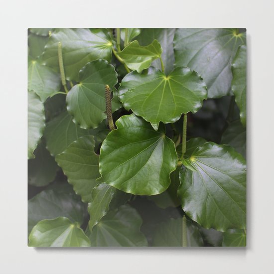 Kawakawa Metal Print
