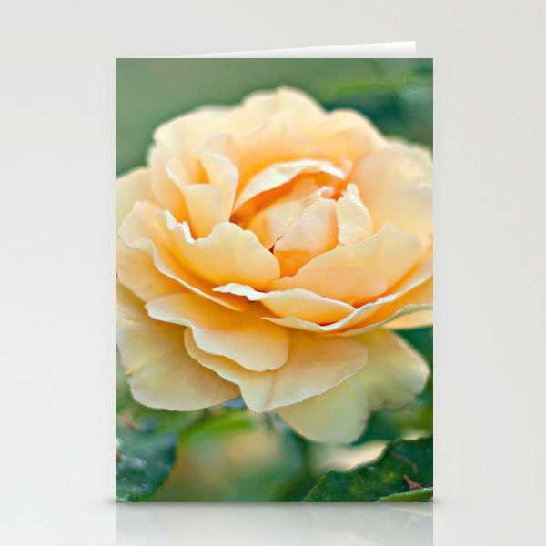 Little Rose Stationery Cards