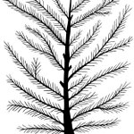 I am pine