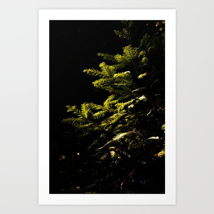 In the Forest Art Print