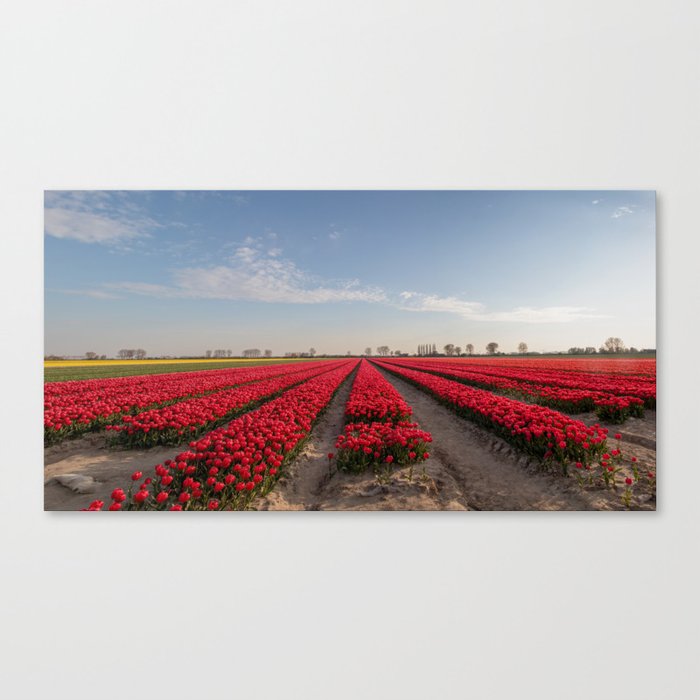 Field of tulips Canvas Print
