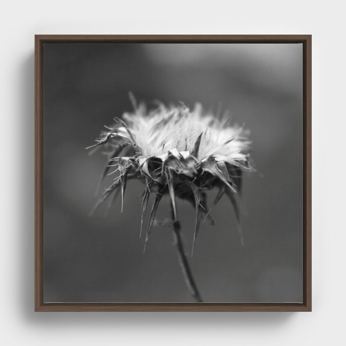 Wild flower Framed Canvas
