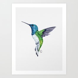 Graceful Tri-Color Hummingbird Art Print