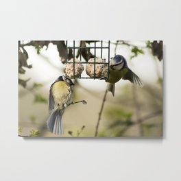 Two Blue Tits Hanging around for food #Bird #Feeder #Tit Metal Print