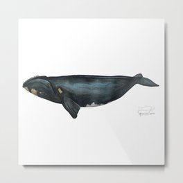 North Atlantic Right Whale Metal Print | Fish, Painting, Handmade, Underwater, Whale, Painted, Rightwhale, Zooplankton, Atlantic, Endangered 