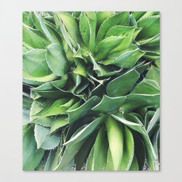 California Succulent Canvas Print