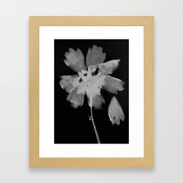 Ghostly Flower No.2 Photogram Framed Art Print