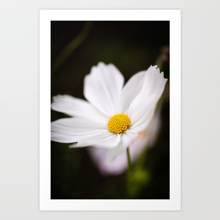 White Cosmos Flower in Peru Art Print