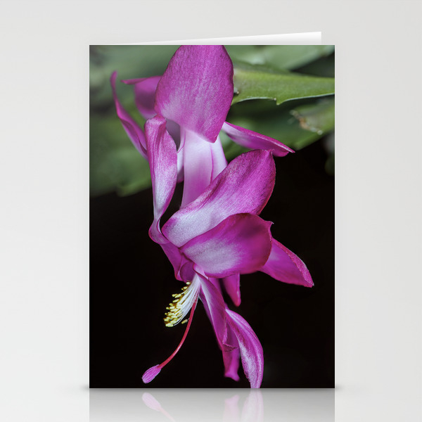 Christmas Cactus Flower Stationery Cards By Rogerporter Society6
