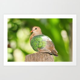 Emerald Ground Dove Art Print | Colorful, Ornithology, Beautiful, Wildlife, Avian, Dove, Bird, Pigeon, Nature, Animal 