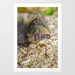 Sidewalk Cicada Macro Photograph Art Print