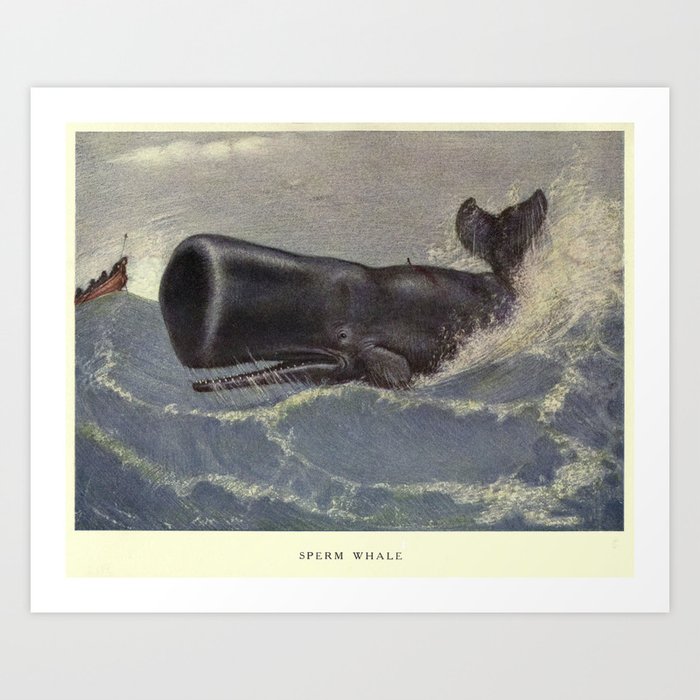 Vintage Sperm Whale Painting 1909 Art Print By Bravuramedia