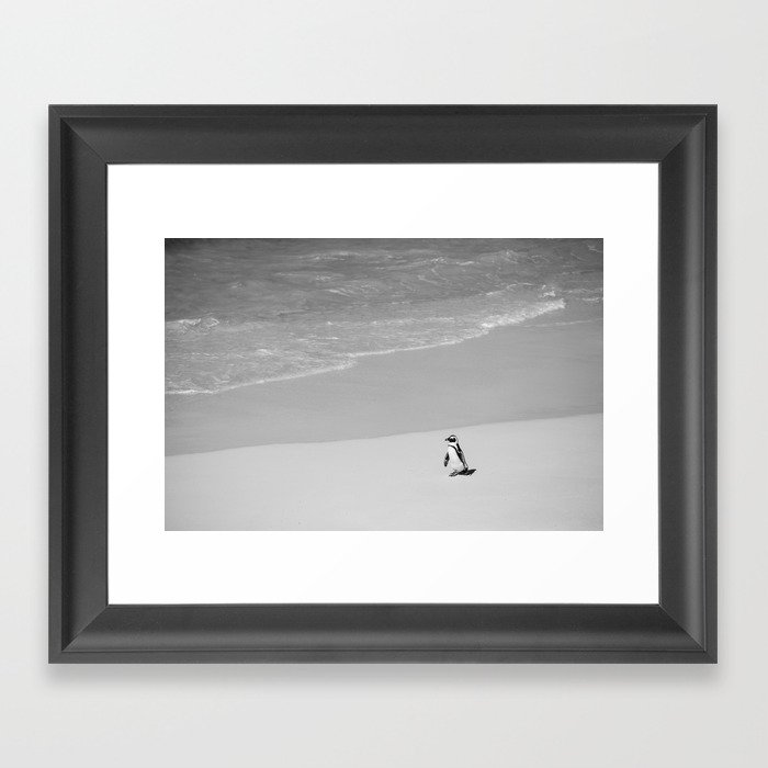Lone African Penguin walking on beach Framed Art Print