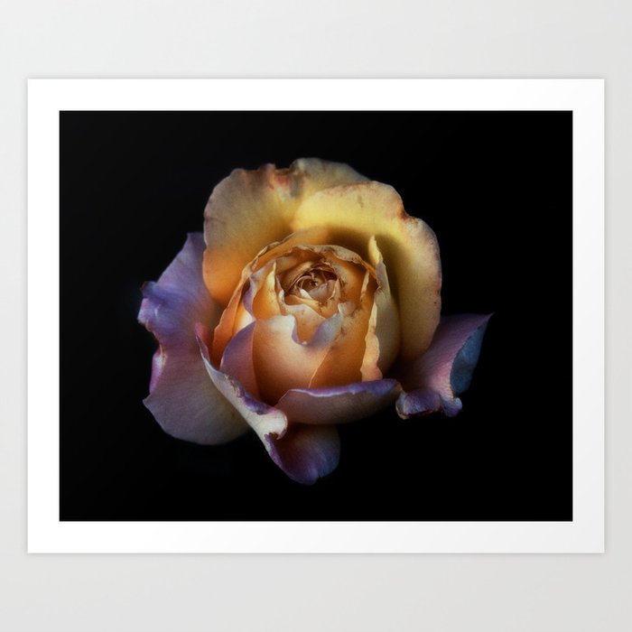 Rose Garden XII Art Print