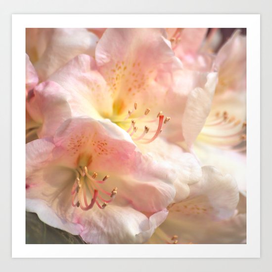 Delicate Flowers In Pink Shades Art Print