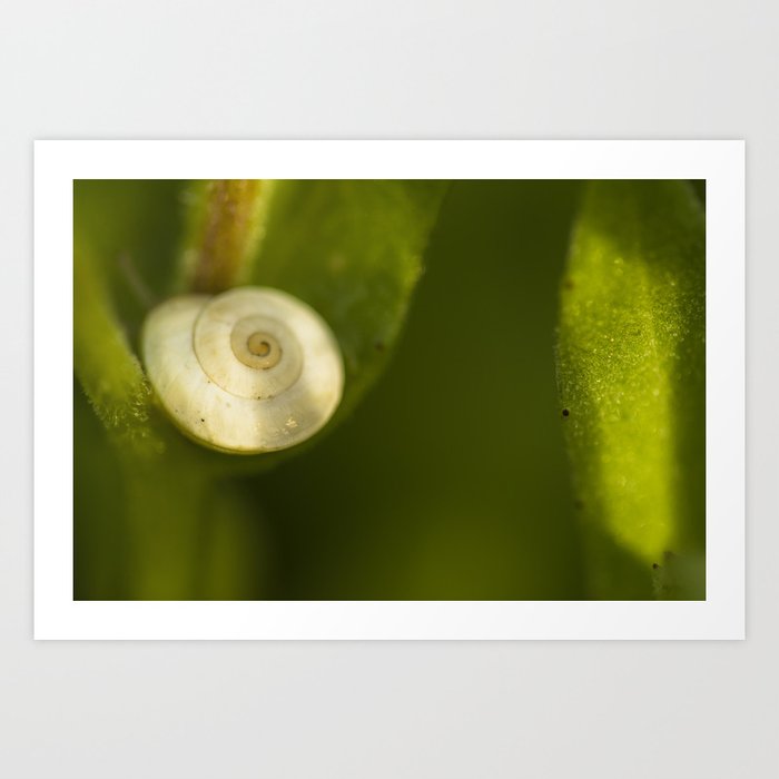 Sunny Snail 2 Art Print By Ilodesigns