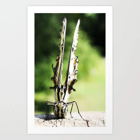 Butterfly Art Print