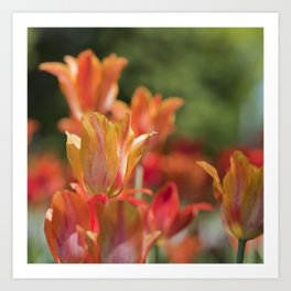 Tulips Art Print | Photo, Color, Digital, Redtulips, Photographyflowershot, Tulips, Homedecor, Shortdepthoffield, Nature, Orangetulips 