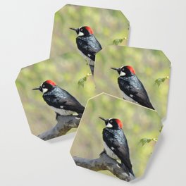 Acorn Woodpecker At Rest Coaster