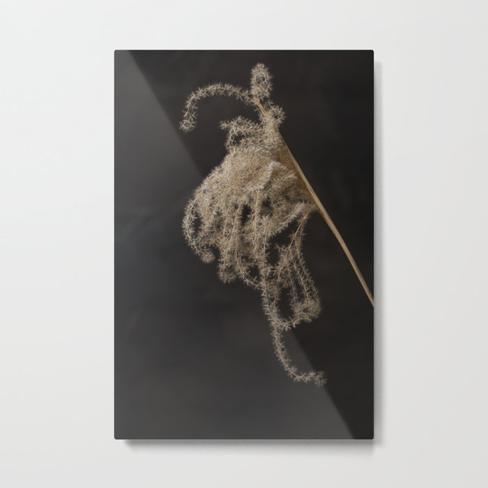 Fluffy ornamental grass plume against anthracite wall Metal Print