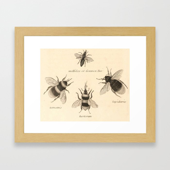 Naturalist Bees Framed Art Print