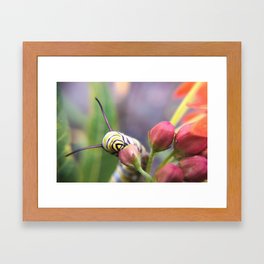 Monarch Caterpillar Framed Art Print