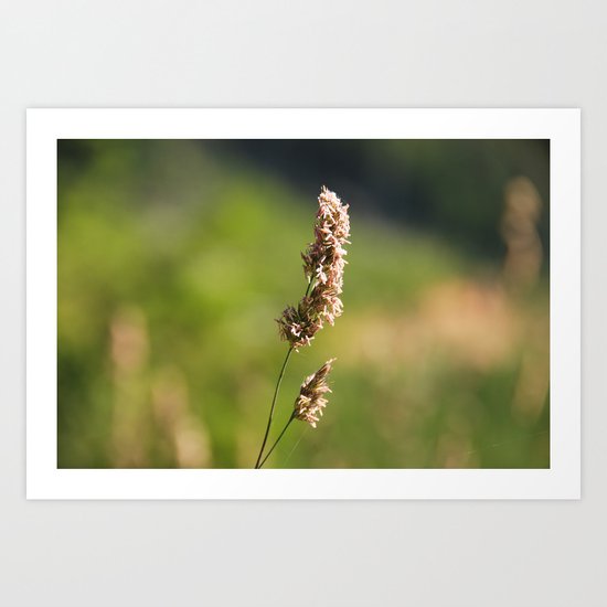 Mountain Grass Art Print