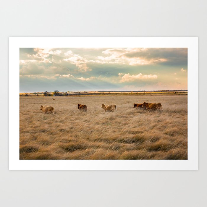 Cows Among the Grass - Cattle Wade Through a Field in Texas Art Print