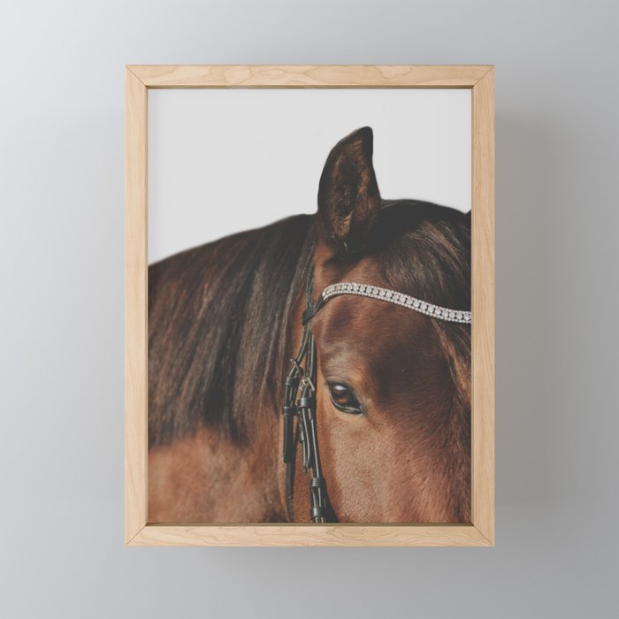 Bay Dressage Pony Portriat on a White Background Framed Mini Art Print