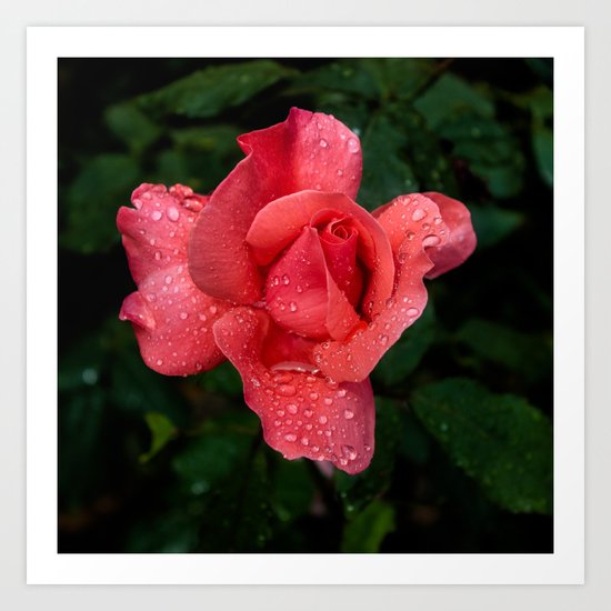 A rose after the rain Art Print