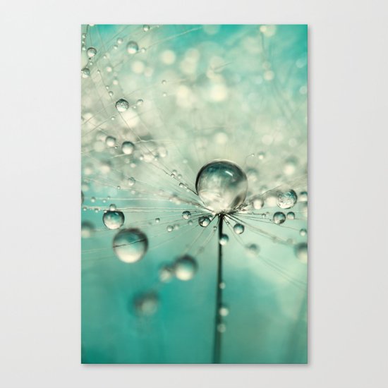 Single Dandy Starburst Canvas Print